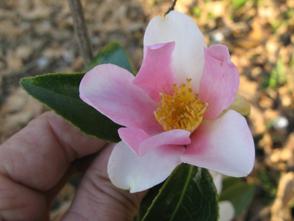 Yume (C.yuhsienensis hybrid)