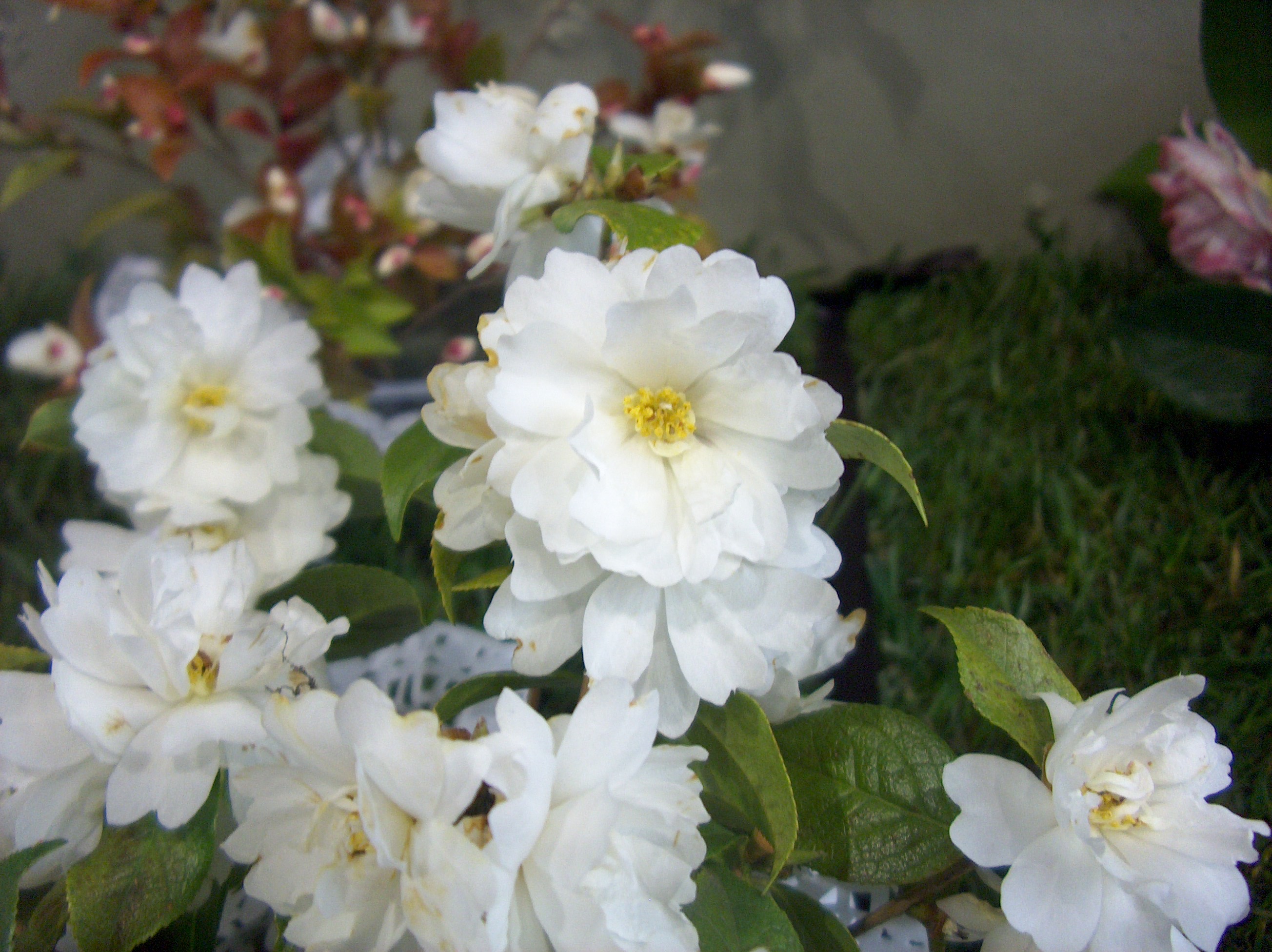 C. Grijsii (Pearl Camellia)