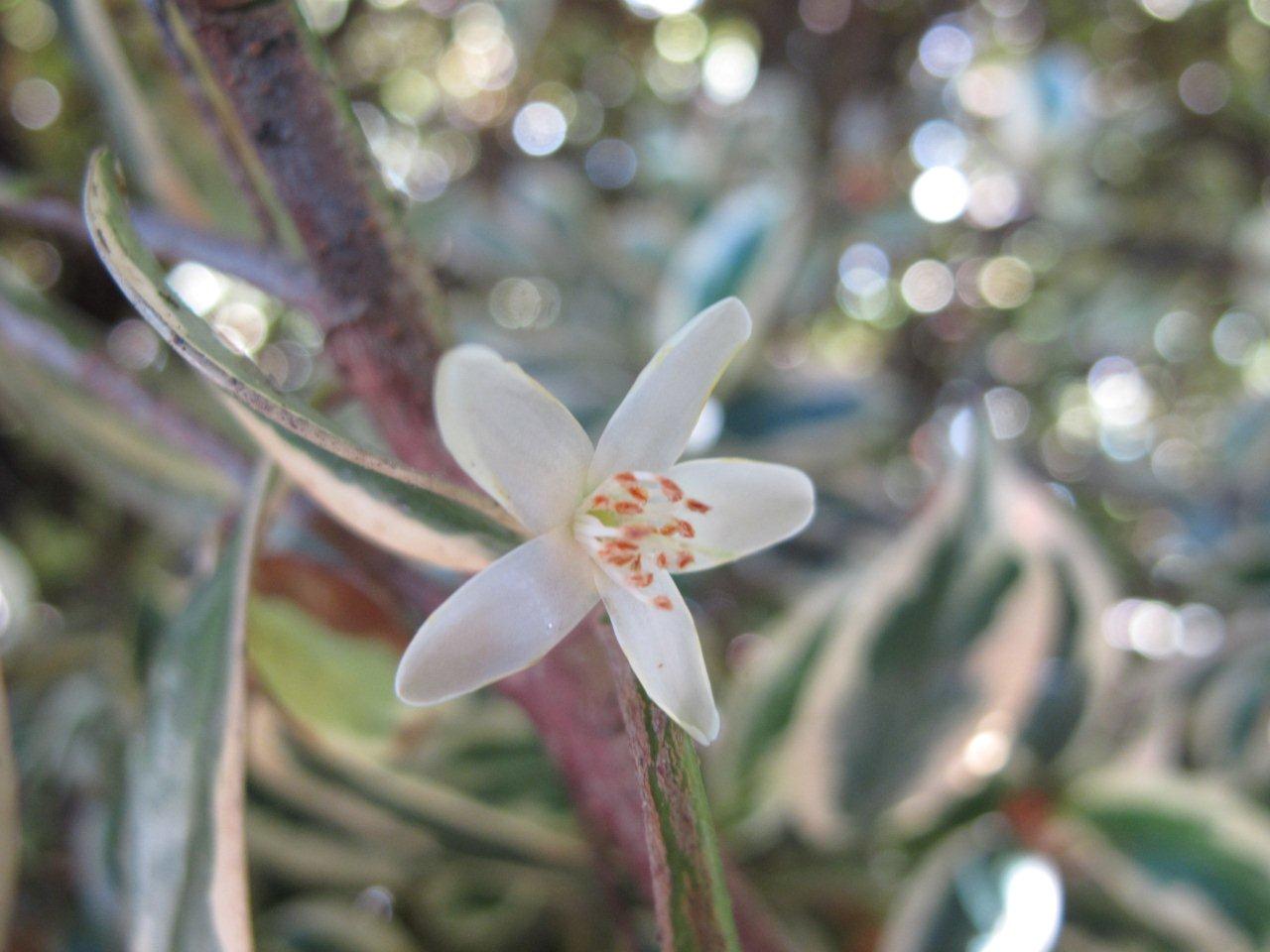 Cleyera Japónica Tricolor