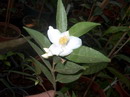 C. Salicifolia